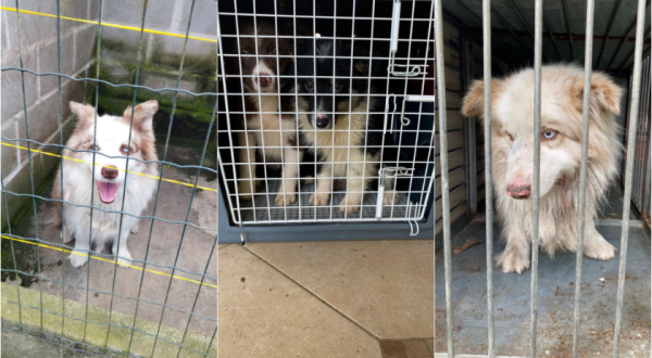 Polícia resgata 24 cães de raça em canil clandestino e prende homem por maus-tratos