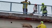 Bombeiros resgatam cão em situação de risco sobre passarela na BR-282
