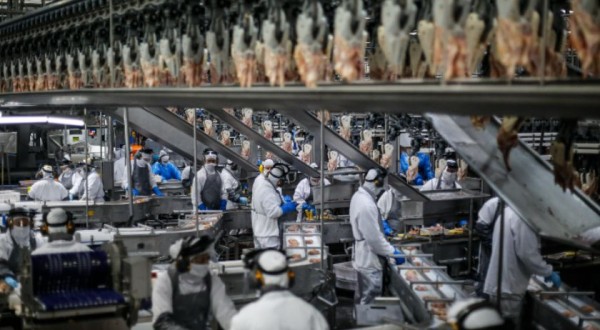 SC bate recorde com embarque de 55,7 mil toneladas de carne suína em janeiro