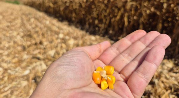 Extremo-Oeste deve colher mais de 200 sacas de milho por hectare, indica Giro da Safra