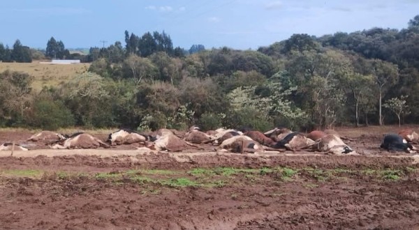 Cerca de 30 vacas morrem eletrocutadas após rompimento de cabo de alta tensão em propriedade rural