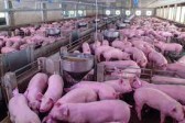 Suinocultura em Santa Catarina supera 1 bilhão em receitas com exportação