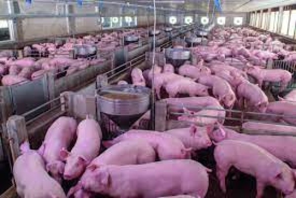 Suinocultura em Santa Catarina supera 1 bilhão em receitas com exportação