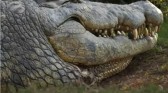 Crocodilo de 123 anos, considerado o mais velho do mundo, já gerou 10 mil filhotes