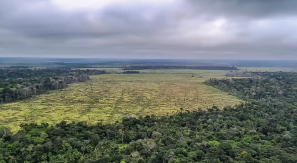 Entenda como o mau uso da floresta compromete a vida na Terra