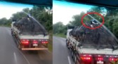 Homens são flagrados pegando ‘carona’ na carga de um caminhão, na BR-153