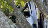 Motorista sai ileso após árvore cair sobre cabine de caminhão