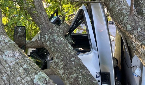 Motorista sai ileso após árvore cair sobre cabine de caminhão