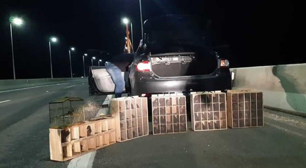 Ação conjunta de forças policiais resgata 82 aves silvestres em SC