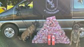 Equipe Canil da PRE apreende veículo com 145 kg de maconha; traficante foi preso