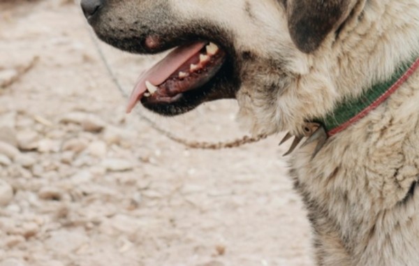 Homem é suspeito de matar cão a golpes de pá em Canoinhas