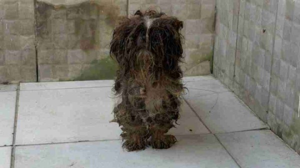 80 animais são resgatados em situação de maus-tratos