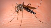 Primeiro caso de dengue é confirmado no Município de Guaraciaba