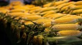 O que esperar do mercado do milho?