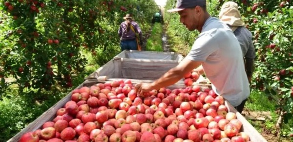 Safra da maçã em SC deve crescer 28% neste ano e preços começam a cair
