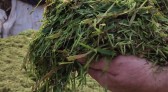 Secretaria da Agricultura realiza confecção de silagem de aveia e de trigo