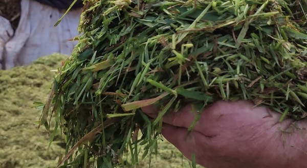 Secretaria da Agricultura realiza confecção de silagem de aveia e de trigo