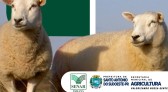 Secretaria de Agricultura e Senar promovem curso de Ovinocultura de Corte para produtores rurais