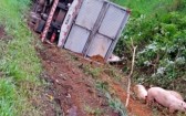 Caminhão carregado com suínos tomba na BR-282 em Pinhalzinho