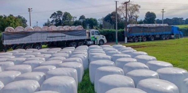 Produtores rurais de SC arrecadam e doam alimentação para rebanho bovino gaúcho