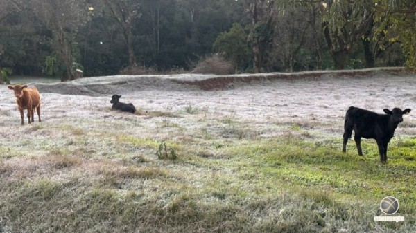 São Miguel do Oeste registra geada pelo segundo dia consecutivo