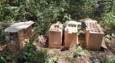 Rinha de galos é denunciada e polícia encontra 27 animais