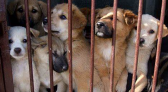 Abandono e controle de animais