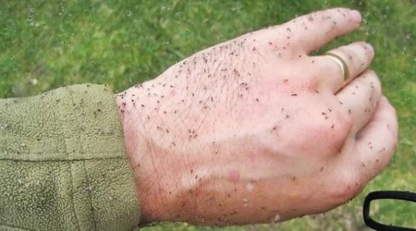 Ministério da Saúde investiga primeiro caso de morte suspeita por Febre Oropouche em SC