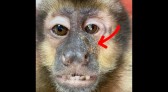 Macaco é resgatado  pela PMA com chumbinhos na cabeça disparados por arma de fogo