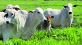 Coreia do Sul fará avaliação cuidadosa na produção de bovinos e suínos do Brasil