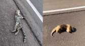 Mortes de animais por acidentes na BR-282 acende alerta em SC