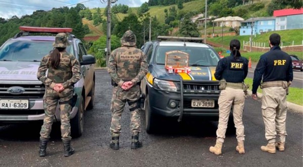 PRF localiza pássaros silvestres e filhotes de tartaruga na BR-153