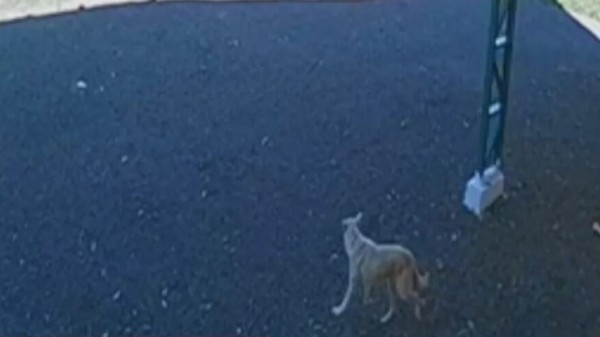 Idoso é indiciado por maus-tratos após abandonar cachorro em área isolada