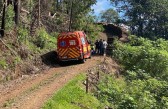 Trabalhador morre durante corte de árvore