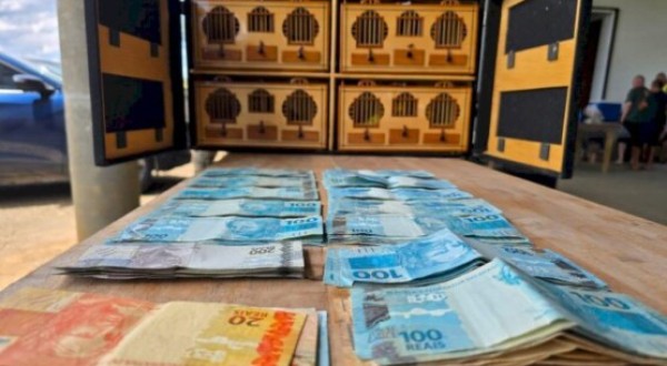 Rinha de canários é descoberta em fazenda e Polícia Ambiental apreende mais de R$ 33 mil