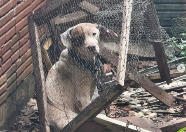 Cães são resgatados em situação de maus-tratos