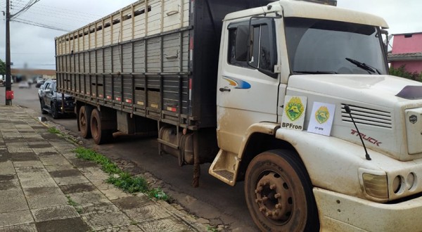 Caminhão carregado com gado é apreendido pela PM