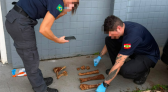 Ossada encontrada em Pinhalzinho não era humana, esclarece Polícia Civil