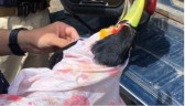 PRF resgata Tucano ferido às margens de rodovia do Oeste de SC
