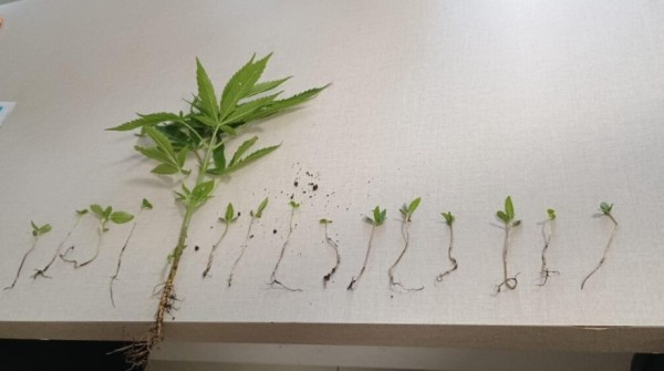 Cacique denuncia plantação de maconha em aldeia