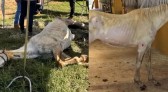 Cavalos são resgatados desnutridos e entre ossadas após denúncia de maus-tratos e abandono em SC