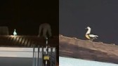 Pato 'trola' bombeiro e voa pouco antes de ser resgatado no Paraná