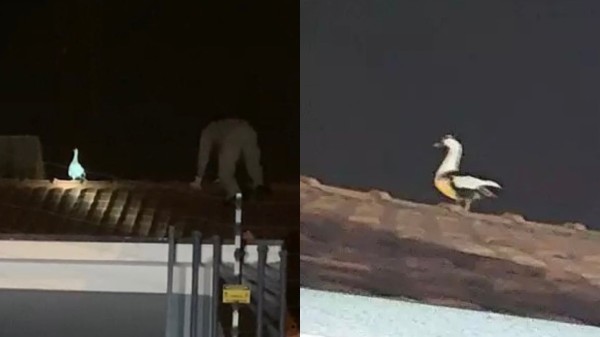 Pato 'trola' bombeiro e voa pouco antes de ser resgatado no Paraná