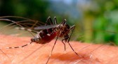 Chapecó contabiliza 85 focos de Dengue em 2023