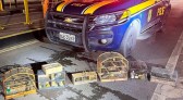 PRF localiza pássaros silvestres em porta-malas de veículo