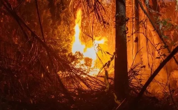 Brasil registra em 2024 aumento de 79% de áreas queimadas