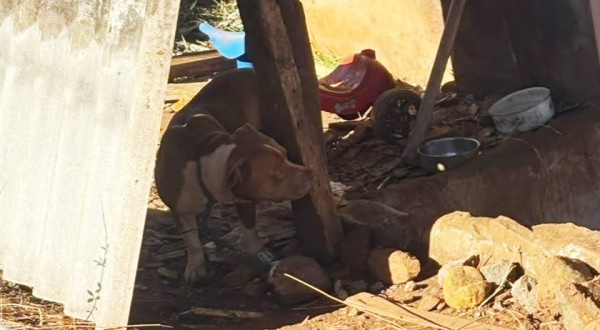 Pitbull é recolhida após denúncias de ataques a animais e fugas