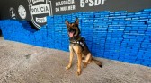Motorista é preso com uma tonelada de maconha nos pneus do caminhão