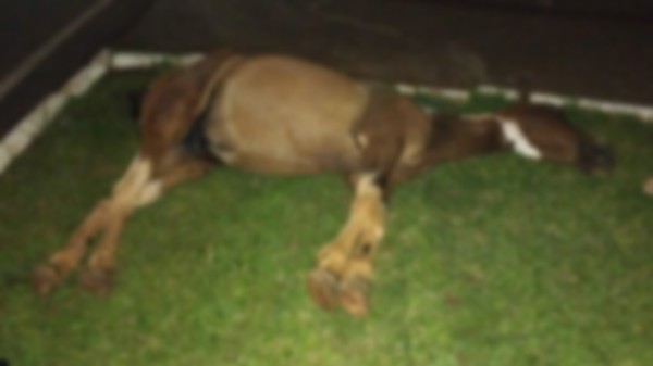 Colisão entre carro e cavalo é registrada no trevo do Centro de Eventos