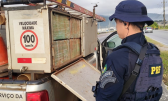 PRF localiza grande quantidade de maconha em veículos adesivados de companhia elétrica paranaense na BR-101